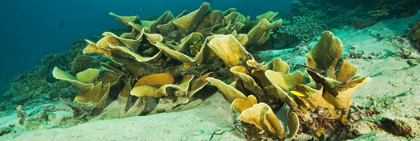 海域沉积物监测