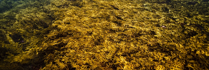 海藻粉检测