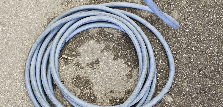 酪氨酸酶基因敲除白化西藏小型猪