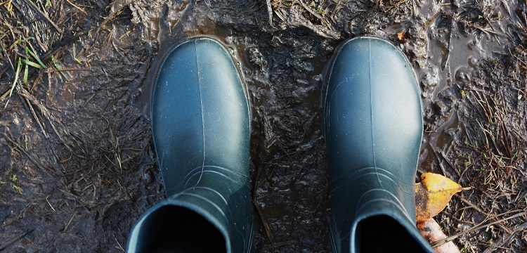 颞叶癫痫食蟹猴海人酸模型