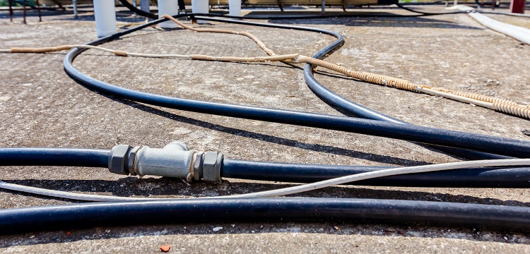 STAT1基因敲除免疫缺陷小鼠模型试验